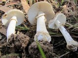Amanita luteolovelata image