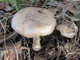 Amanita luteolovelata image