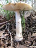 Amanita luteolovelata image