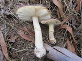 Amanita luteolovelata image
