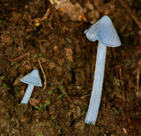 Entoloma virescens image