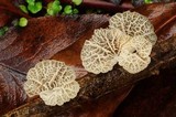 Tetrapyrgos subdendrophora image