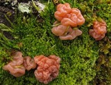 Craterocolla cerasi image