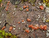 Craterocolla cerasi image
