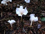 Stereopsis humphreyi image