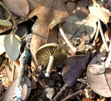 Simocybe centunculus var. centunculus image