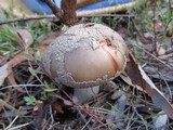 Amanita luteolovelata image