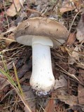 Amanita luteolovelata image
