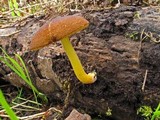 Pluteus romellii image