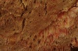 Pycnoporellus alboluteus image