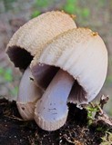 Coprinellus domesticus image