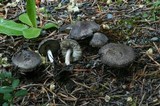 Tricholoma terreum image