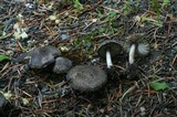 Tricholoma terreum image