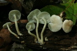 Ripartitella alba image