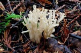 Clavulinopsis umbrinella image