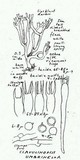 Clavulinopsis umbrinella image