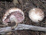 Agaricus fuscovelatus image