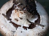 Agaricus fuscovelatus image