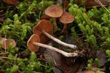 Cortinarius casimiri image