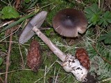 Amanita constricta image