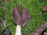 Helvella compressa image