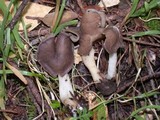 Helvella compressa image