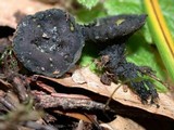 Pseudoplectania nigrella image