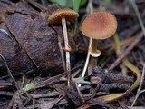 Conocybe rugosa image