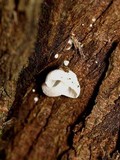Hemimycena candida image