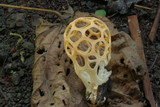 Clathrus chrysomycelinus image