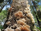 Hemimycena candida image