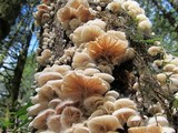 Hemimycena candida image