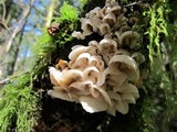 Hemimycena candida image