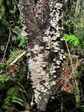 Hemimycena candida image