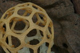 Clathrus chrysomycelinus image