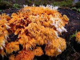 Pycnoporellus alboluteus image