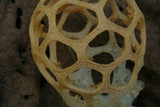Clathrus chrysomycelinus image