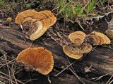 Gloeophyllum sepiarium image