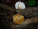 Microporus xanthopus image