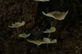 Filoboletus gracilis image