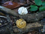 Microporus xanthopus image