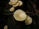 Lentinus sajor-caju image