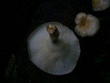 Lentinus sajor-caju image
