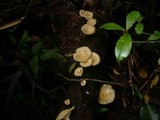 Lentinus sajor-caju image