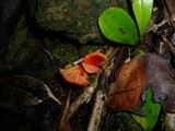 Hygrocybe miniata image