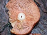 Lactarius substriatus image