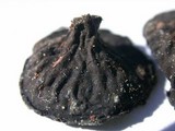 Pseudoplectania nigrella image