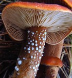 Lactarius substriatus image