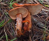 Lactarius substriatus image