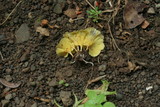 Cotylidia aurantiaca image